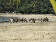 oxcart_race2012_0997