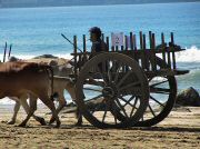 oxcart_race2012_1001