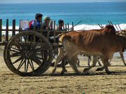 oxcart_race2012_1002