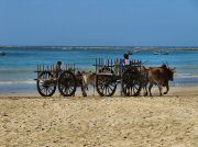 oxcart_race2012_1003