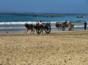 oxcart_race2012_1004