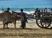 oxcart_race2012_1005