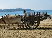oxcart_race2012_1006