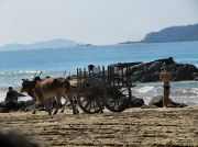 oxcart_race2012_1008