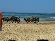 oxcart_race2012_1013