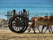 oxcart_race2012_1015