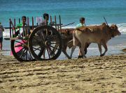 oxcart_race2012_1016