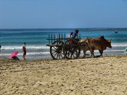 oxcart_race2012_1017