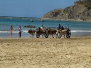 oxcart_race2012_1020