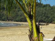 oxcart_race2012_1022