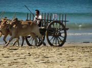 oxcart_race2012_1025