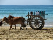 oxcart_race2012_1026