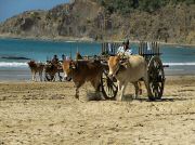 oxcart_race2012_1027
