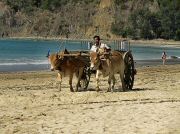 oxcart_race2012_1028