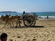 oxcart_race2012_1029